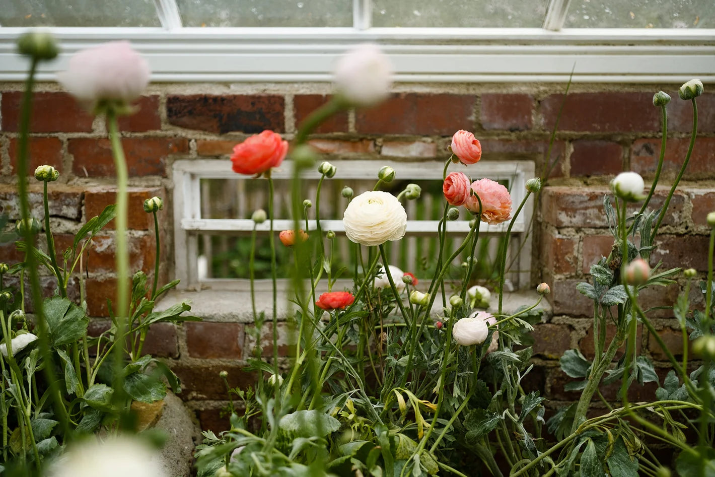 Killruddery House & Gardens
