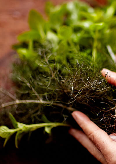 Herbs and natural ingredients at The Burren Perfumery